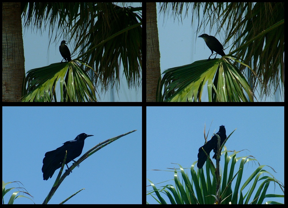 (04) crow montage.jpg   (1000x720)   304 Kb                                    Click to display next picture